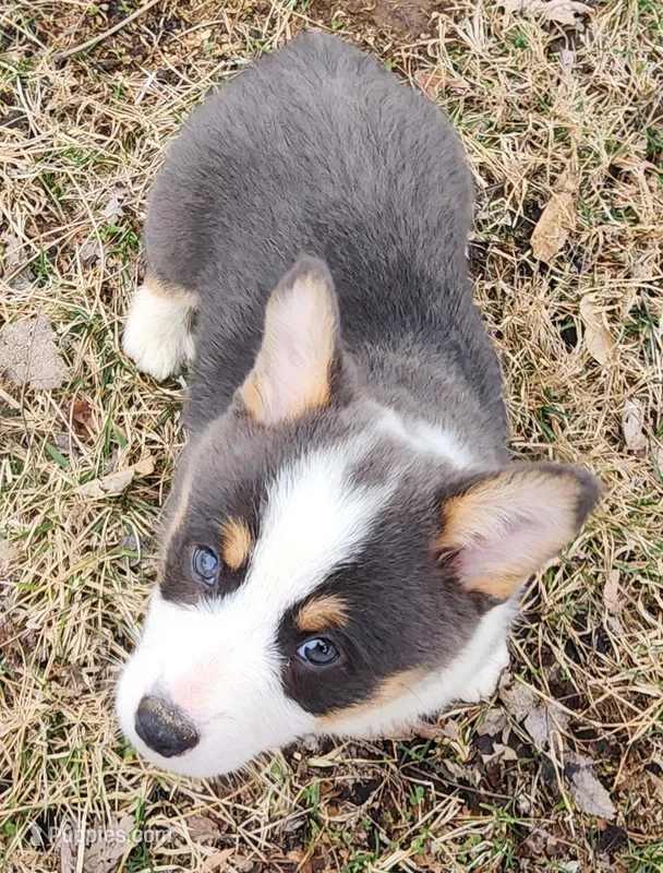 Fredrick – Pembroke Welsh Corgi puppy for sale in Mount Pleasant, IA