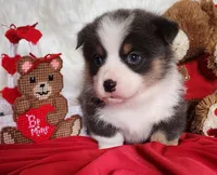 Fredrick, a male Pembroke Welsh Corgi for sale in Mount Pleasant, IA – Photo 4 of 4