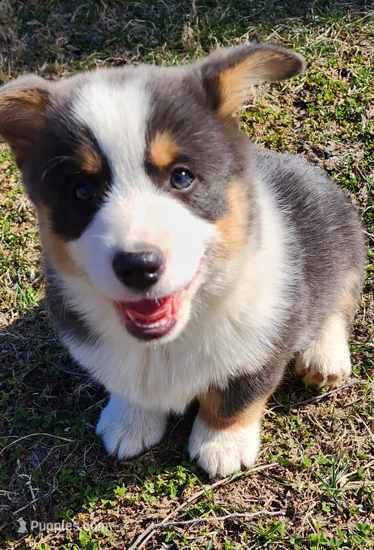 Fredrick – Pembroke Welsh Corgi puppy for sale in Mount Pleasant, IA