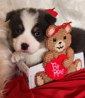 Fredrick, a male Pembroke Welsh Corgi for sale in Mount Pleasant, IA – Photo 3 of 4