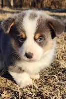 Fredrick, a male Pembroke Welsh Corgi for sale in Mount Pleasant, IA – Photo 1 of 4