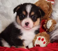 Penelope , a female Pembroke Welsh Corgi for sale in Mount Pleasant, IA – Photo 3 of 4