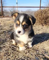 Penelope , a female Pembroke Welsh Corgi for sale in Mount Pleasant, IA – Photo 2 of 4