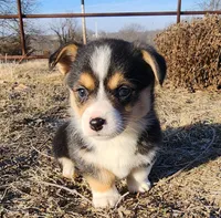 Penelope , a female Pembroke Welsh Corgi for sale in Mount Pleasant, IA – Photo 1 of 4