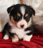 Penelope , a female Pembroke Welsh Corgi for sale in Mount Pleasant, IA – Photo 4 of 4