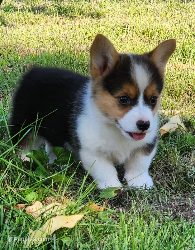 Mya – Pembroke Welsh Corgi puppy for sale in Mount Pleasant, IA