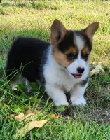 Mya, a female Pembroke Welsh Corgi for sale in Mount Pleasant, IA – 1 of 4