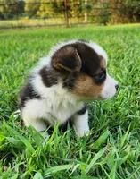 Sunny , a female Pembroke Welsh Corgi for sale in Mount Pleasant, IA – 2 of 2