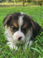 Kale, a male Pembroke Welsh Corgi for sale in Mount Pleasant, IA – 3 of 4