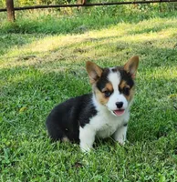 Sunny , a female Pembroke Welsh Corgi for sale in Mount Pleasant, IA – 5 of 6