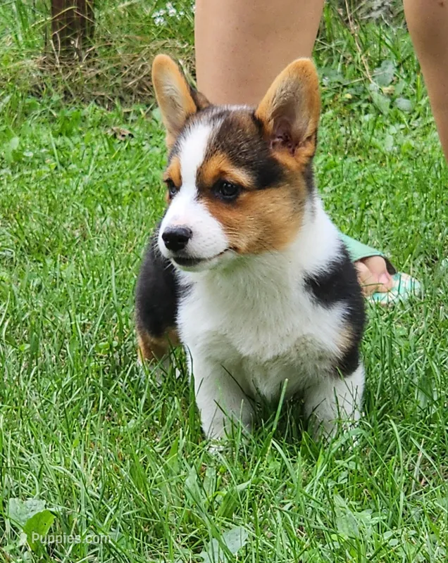 Sunny  – Pembroke Welsh Corgi puppy on hold in Mount Pleasant, IA