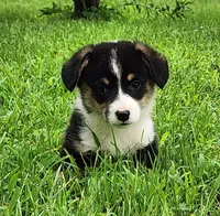 Ricki, a male Pembroke Welsh Corgi for sale in Mount Pleasant, IA – 2 of 4