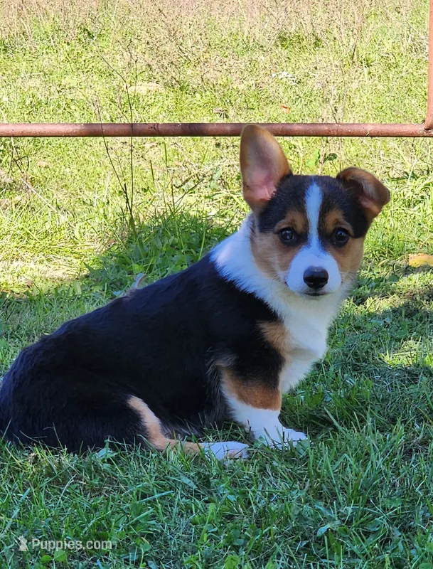 Chris – Pembroke Welsh Corgi puppy for sale in Mount Pleasant, IA