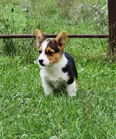 Sunny , a female Pembroke Welsh Corgi for sale in Mount Pleasant, IA – 3 of 6