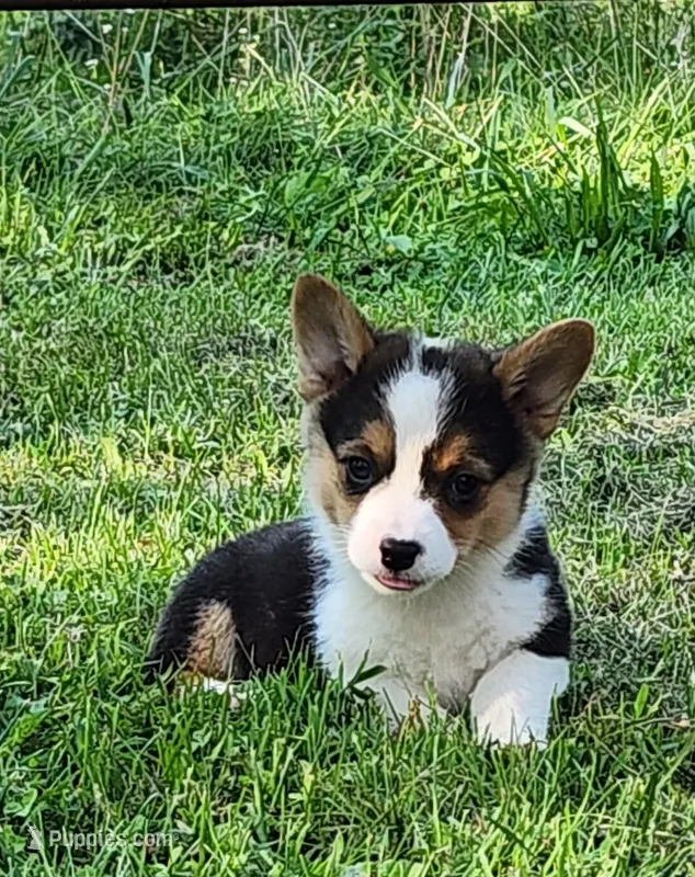 Sunny  – Pembroke Welsh Corgi puppy for sale in Mount Pleasant, IA