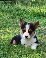 Sunny , a female Pembroke Welsh Corgi for sale in Mount Pleasant, IA – 4 of 6