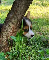 Mya, a female Pembroke Welsh Corgi for sale in Mount Pleasant, IA – 3 of 4