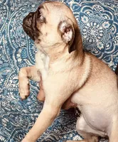 Pug F2, a female Pug for sale in Houston, TX – 3 of 5