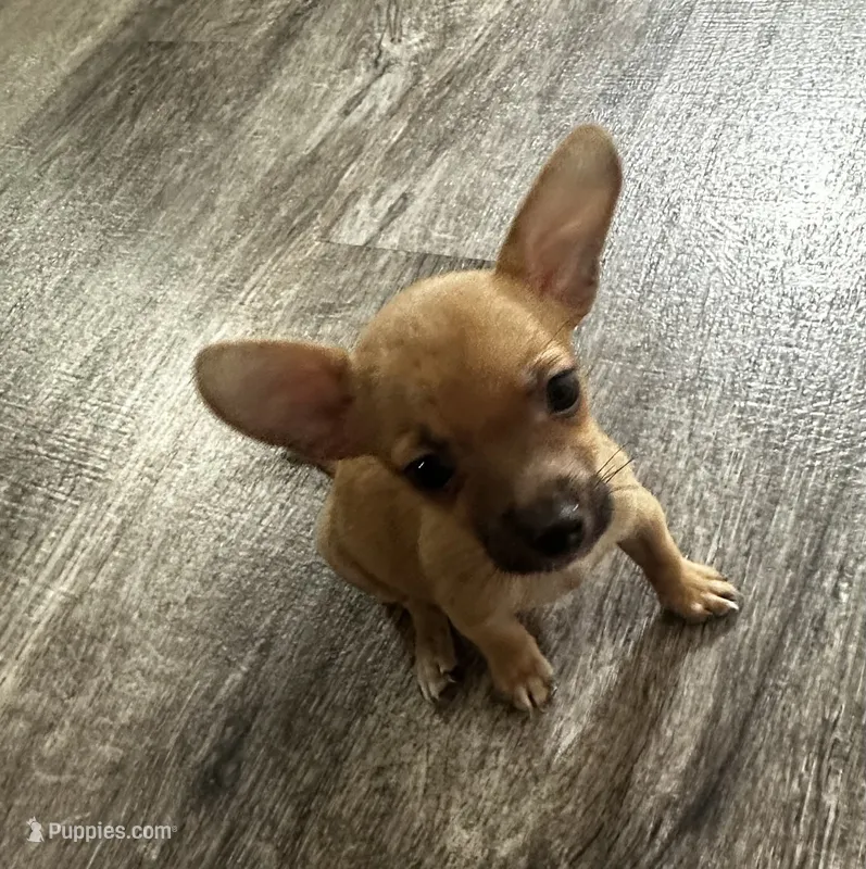 Chihuahua M2 – Chihuahua puppy for sale in Houston, TX