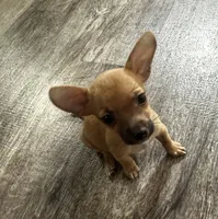 Chihuahua M2, a male Chihuahua for sale in Houston, TX – 1 of 7