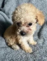 Poodle M1, a male Poodle - Miniature  for sale in Houston, TX – 6 of 7