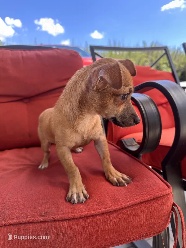 Chihuahua M2 – Chihuahua puppy for sale in Houston, TX