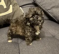 Poodle 2, a female Poodle - Miniature  for sale in Houston, TX – Photo 4 of 4