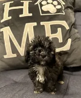 Poodle 2, a female Poodle - Miniature  for sale in Houston, TX – Photo 3 of 4