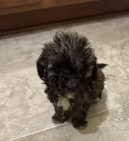 Poodle 2, a female Poodle - Miniature  for sale in Houston, TX – Photo 2 of 4