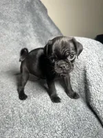 Pug M-1, a male Pug for sale in Houston, TX – 5 of 6