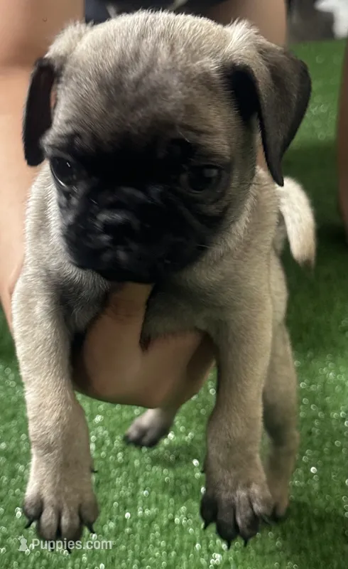 Pug girl 2 – Pug puppy for sale in Houston, TX
