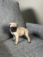 Pug 2, a male Pug for sale in Houston, TX – 6 of 6