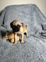 Pug F2, a female Pug for sale in Houston, TX – 6 of 9