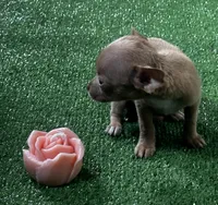 Chihuahua F1, a female Chihuahua for sale in Houston, TX – 3 of 5
