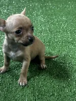 Chihuahua M1, a male Chihuahua for sale in Houston, TX – 7 of 8