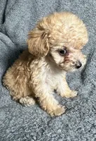 Poodle M1, a male Poodle - Miniature  for sale in Houston, TX – 4 of 7