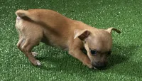 Chihuahua M2, a male Chihuahua for sale in Houston, TX – 2 of 3