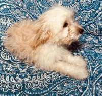 MaltiPoo, a male Maltipoo for sale in Houston, TX – 4 of 10