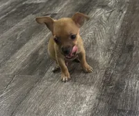Chihuahua M2, a male Chihuahua for sale in Houston, TX – 7 of 7