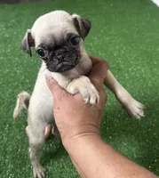 Pug girl 1, a female Pug for sale in Houston, TX – 8 of 10