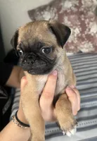 Pug M1, a male Pug for sale in Houston, TX – 2 of 4