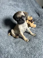 Pug M1, a female Pug for sale in Houston, TX – 7 of 10
