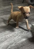 Chihuahua M2, a male Chihuahua for sale in Houston, TX – 2 of 7