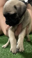 Pug boy, a male Pug for sale in Houston, TX – 3 of 3