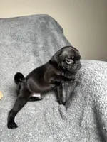 Pug M-1, a male Pug for sale in Houston, TX – 4 of 6