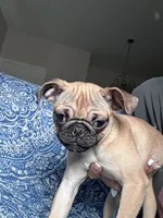 Pug 2, a female Pug for sale in Houston, TX – 7 of 8