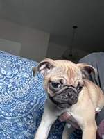 Pug 2, a female Pug for sale in Houston, TX – 4 of 8