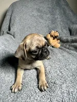 Pug M1, a female Pug for sale in Houston, TX – 9 of 10