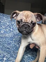 Pug 2, a female Pug for sale in Houston, TX – 6 of 8