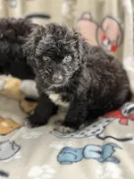 Poodles, a female Poodle - Miniature  for sale in Houston, TX – Photo 8 of 9